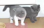British Shorthair Blues